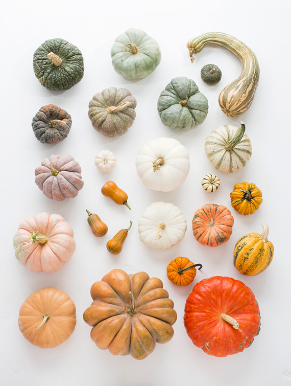 Guide to heirloom pumpkins on 100 Layer Cake | photo by Scott Clark Photo | 100 Layer Cakelet